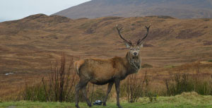 generic image for litir from category Nature